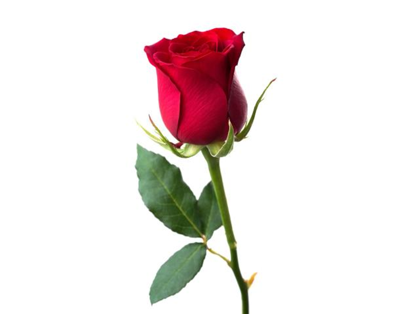Red Rose