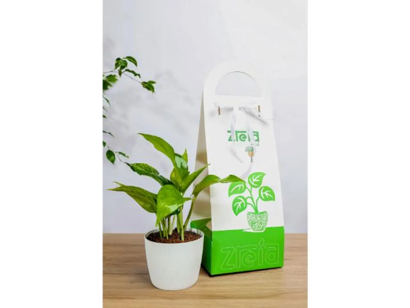 Golden Pothos Plant Holder Gift