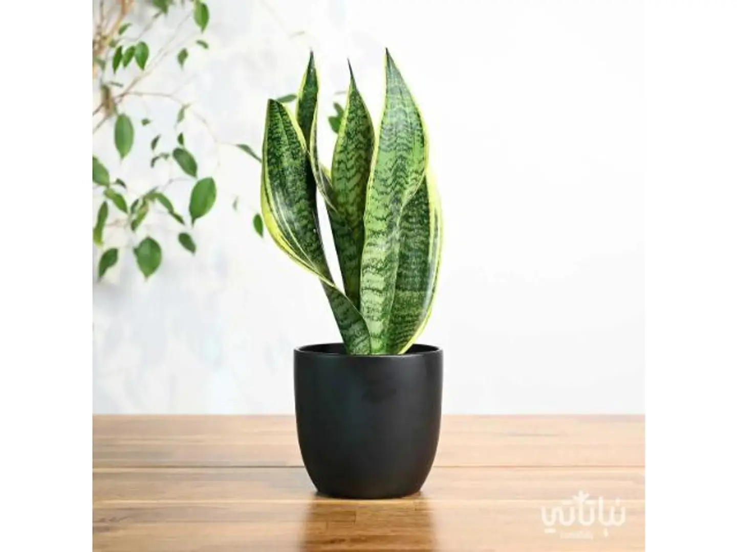 Snake Plant Black Ceramic