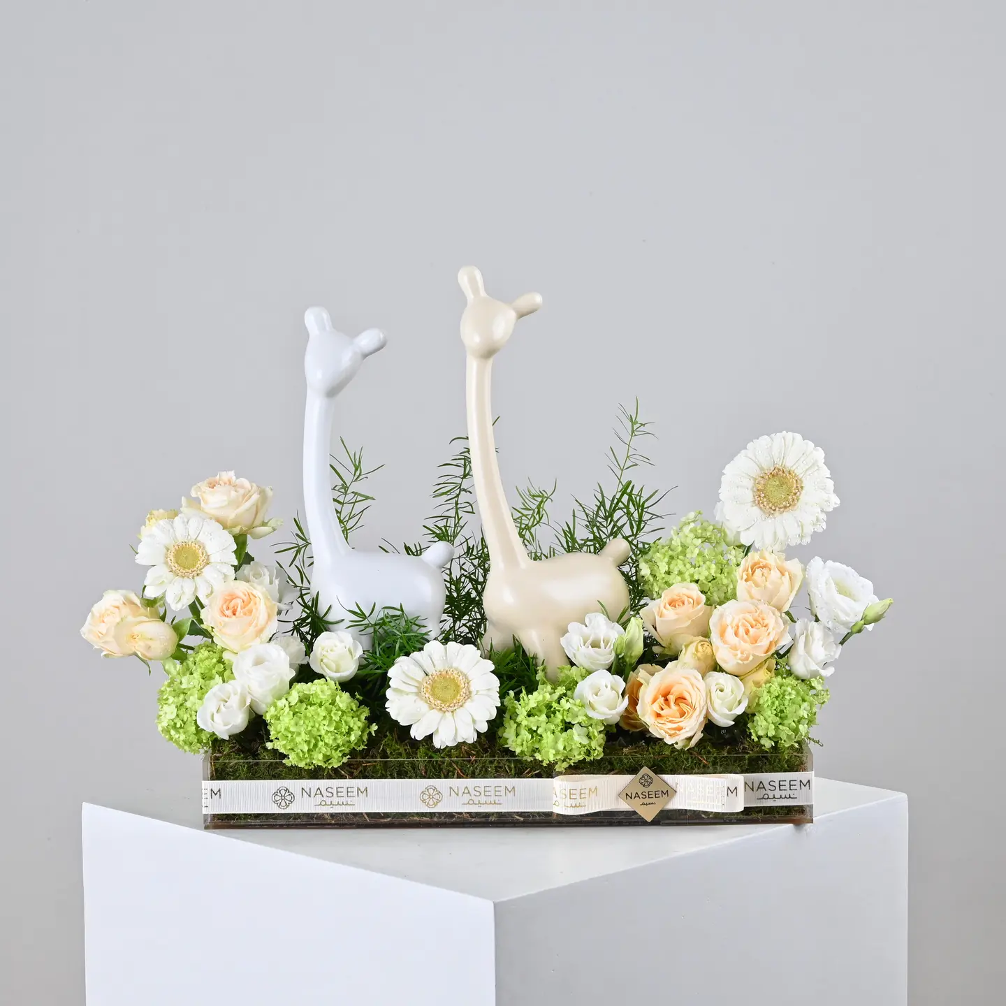 زهرة المولود