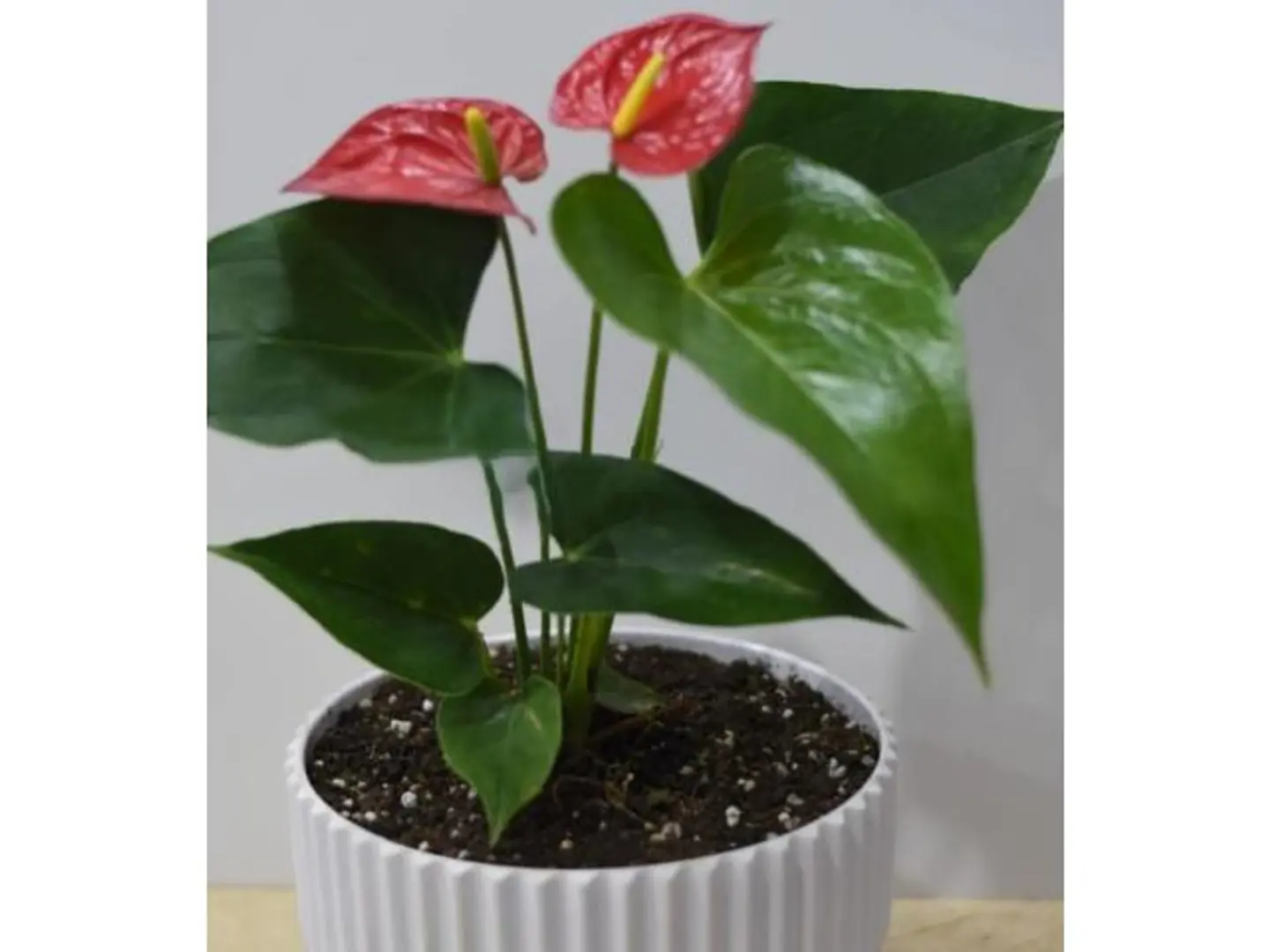 Anthurium 2