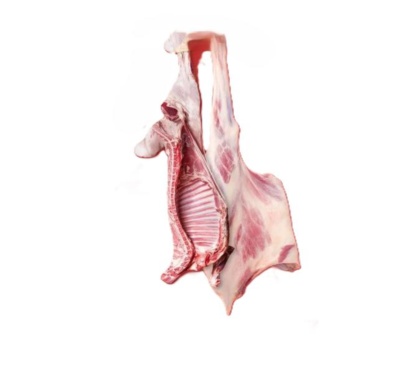 Full Naeemi Kashmiri Lamb With 2 Kilo Young Camel Meat