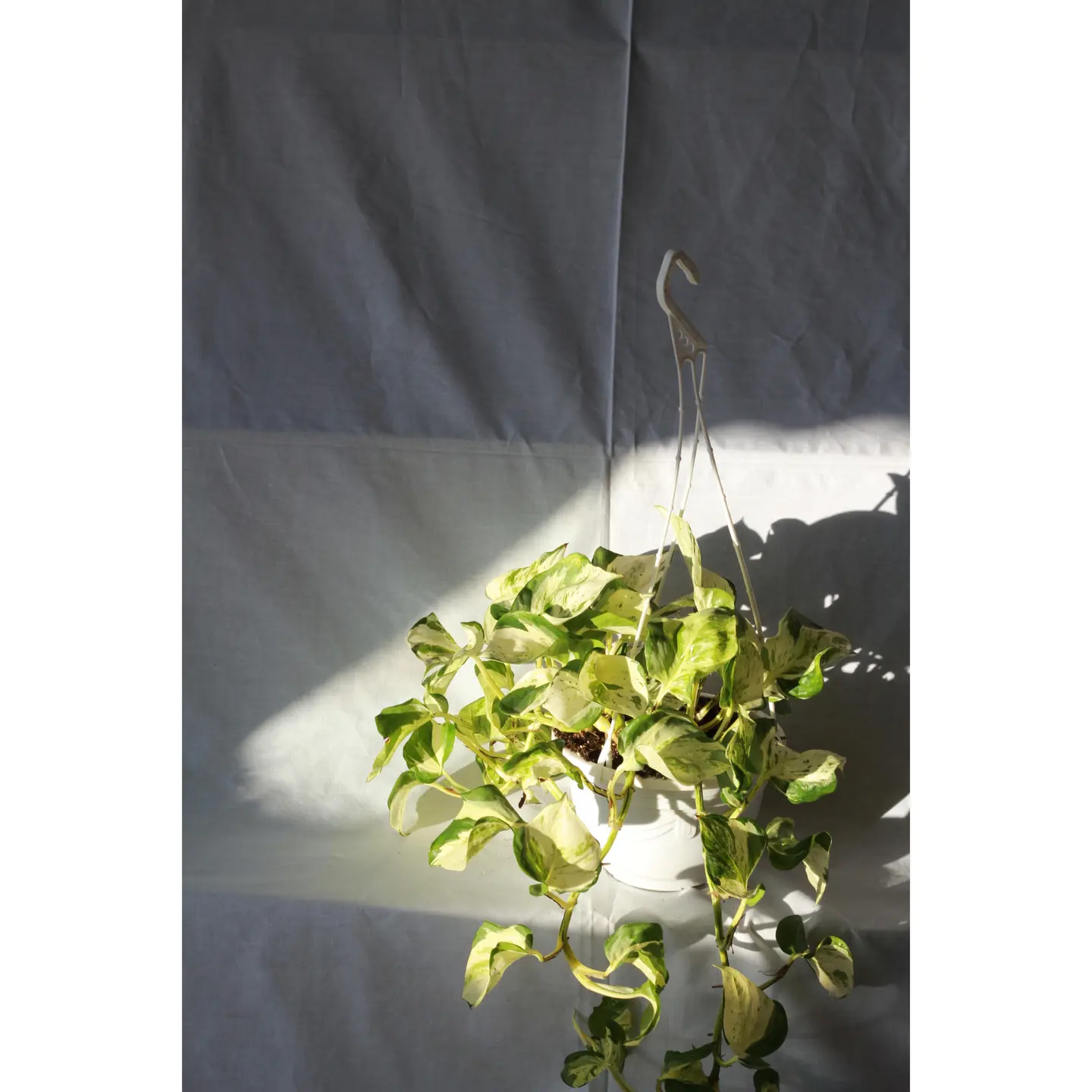 Pothos Anjoy Is Hanging