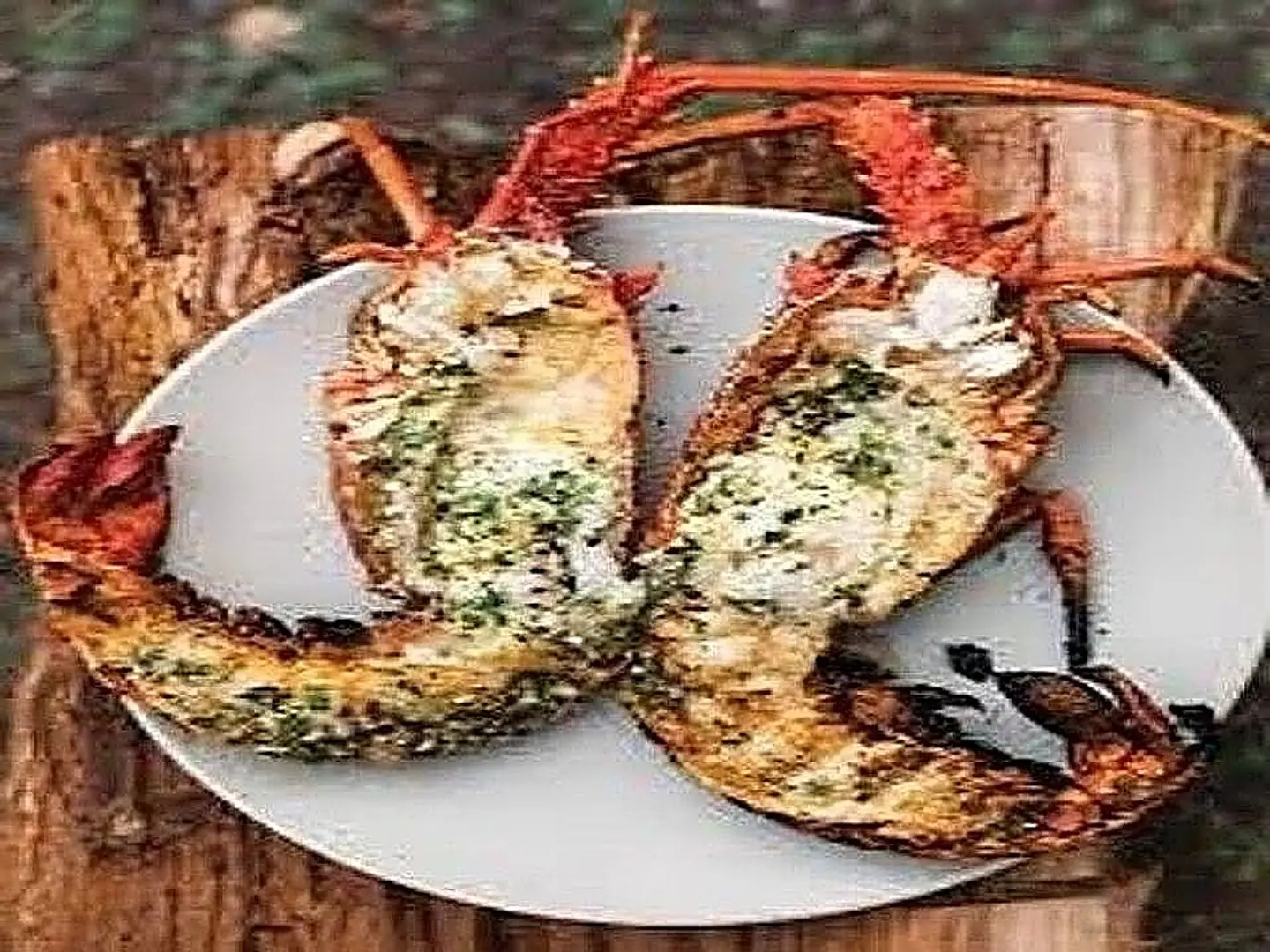 Lobster Kilo
