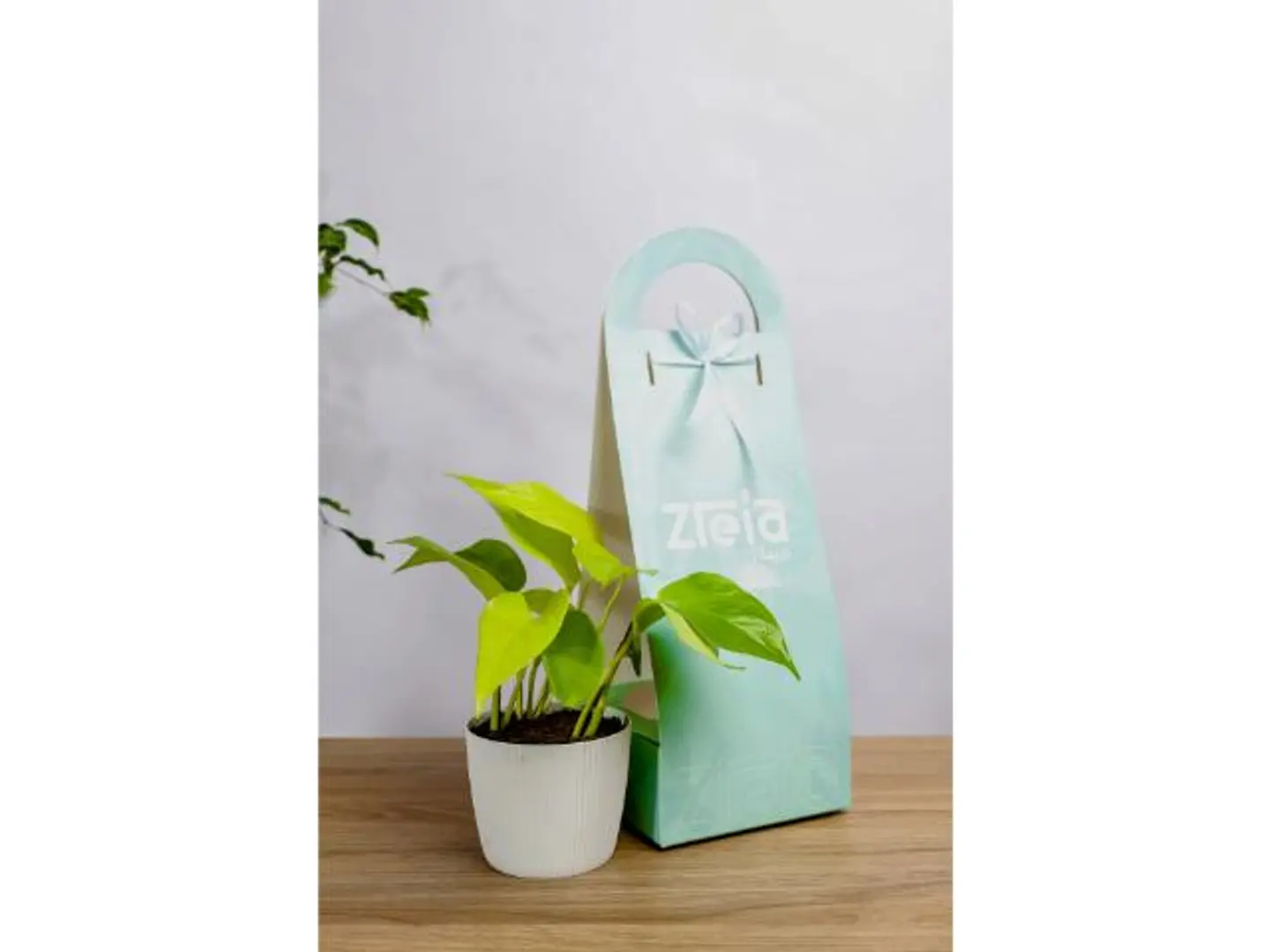 Sky Blue Pothos Plant Holder Gift