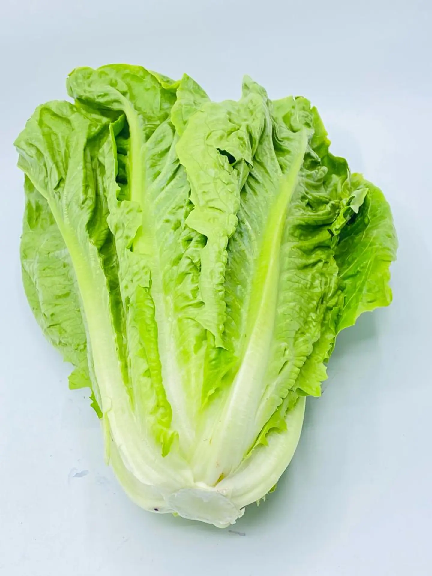 Long Bundle Lettuce