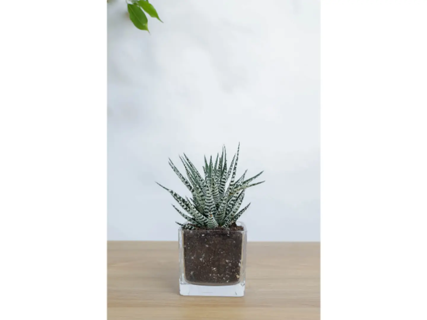 صبار في اصيص زجاج مربع