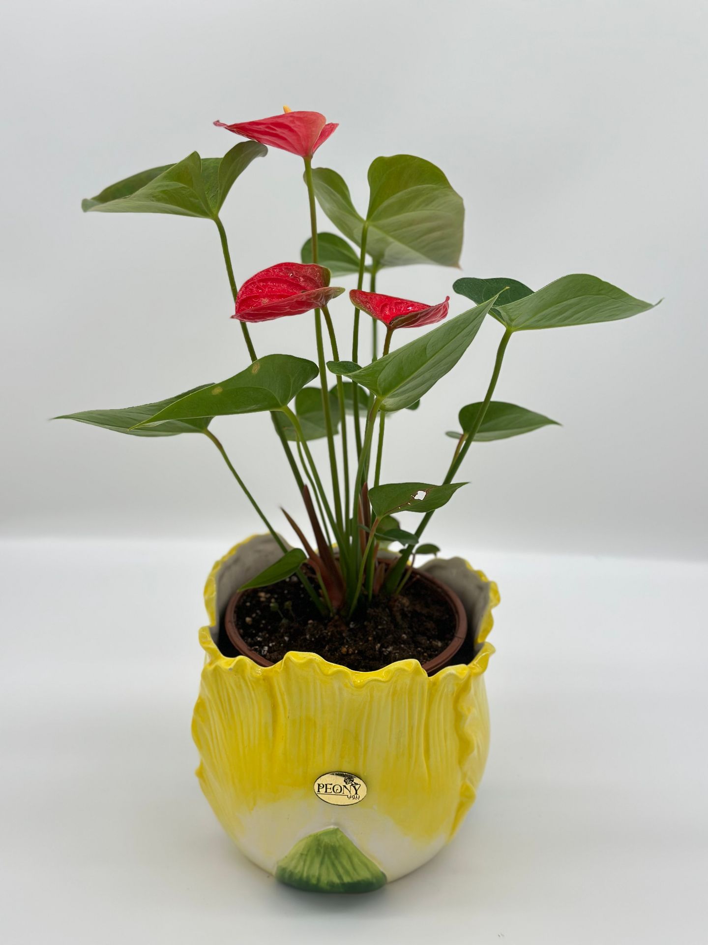 Natural Plant 5