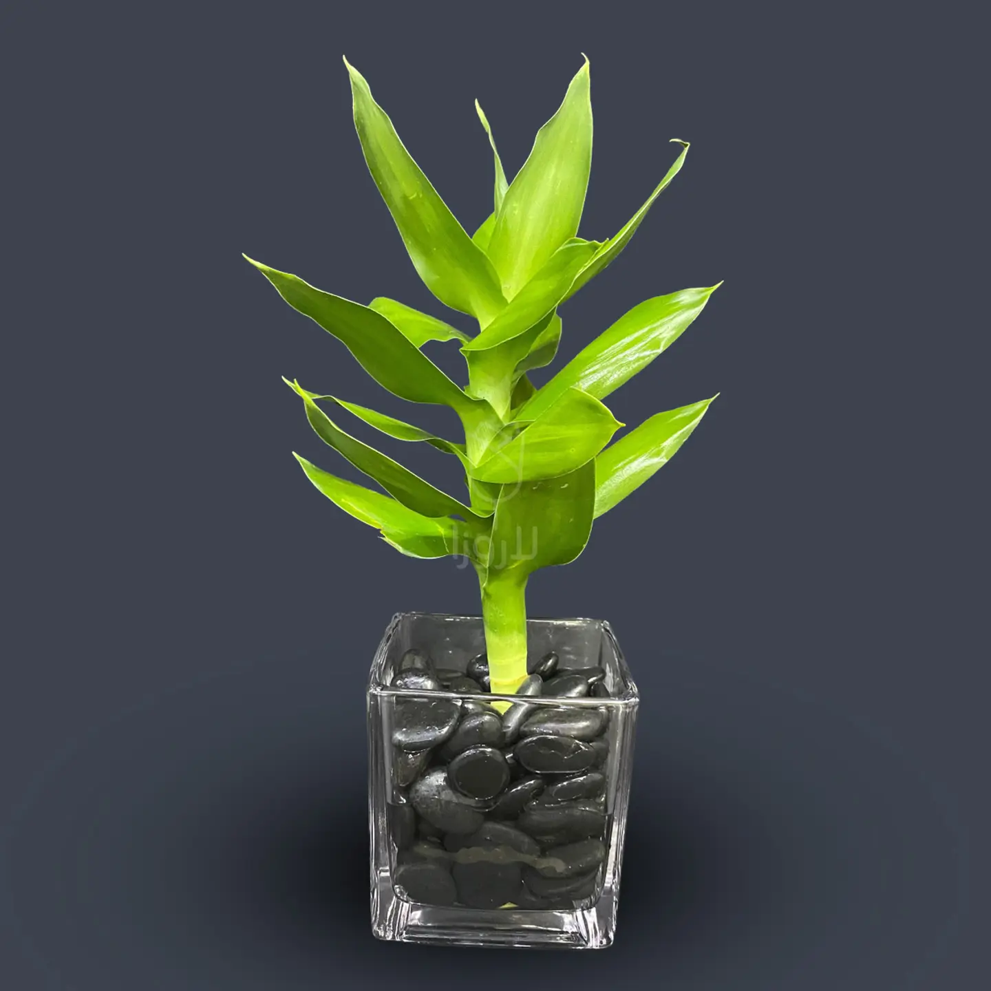 نباتات داخلية 2
