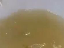 مرق تيوس بلدي