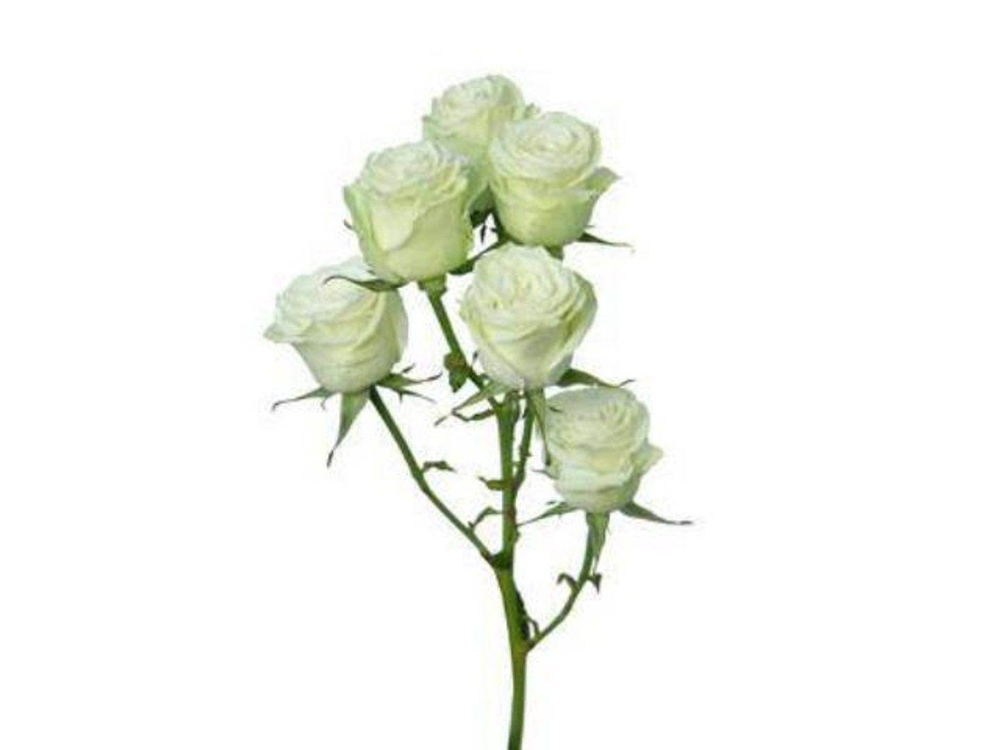 ورد بيبي روز ابيض