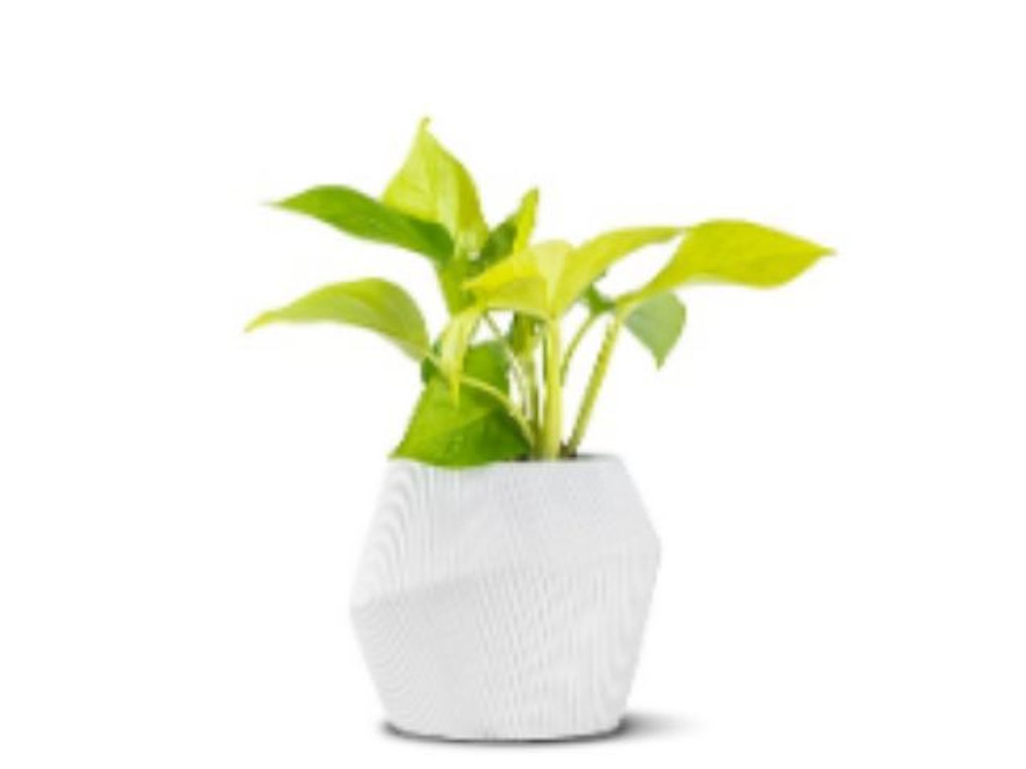 Scindapsus Plant Planted In A Ceramic Pot White