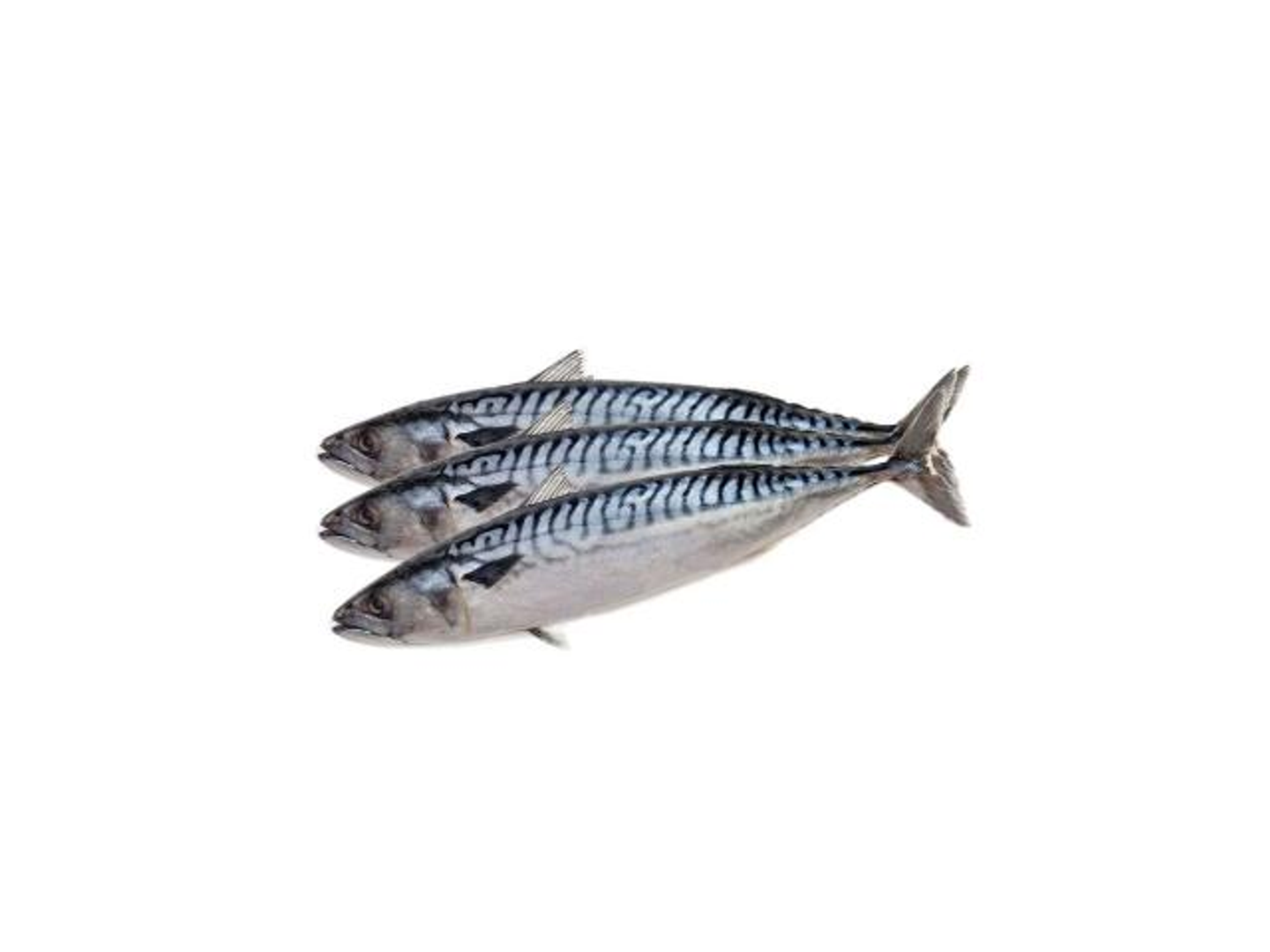 Mackerel