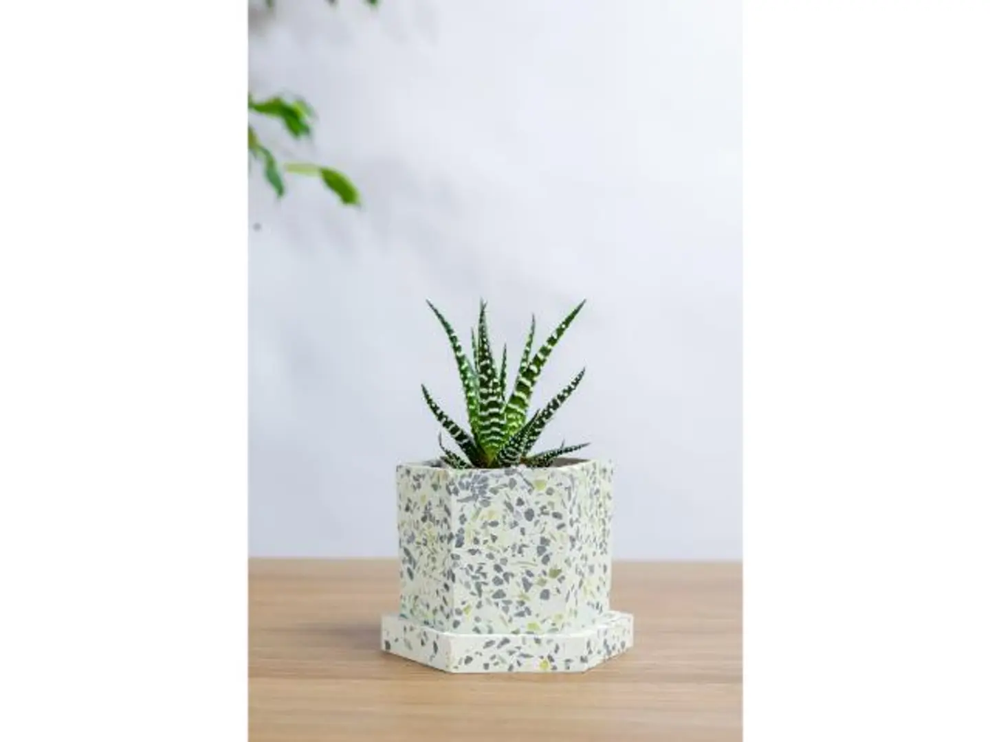 Small Cactus In A Marble Basin And A 9 Cm Marble Cube Base