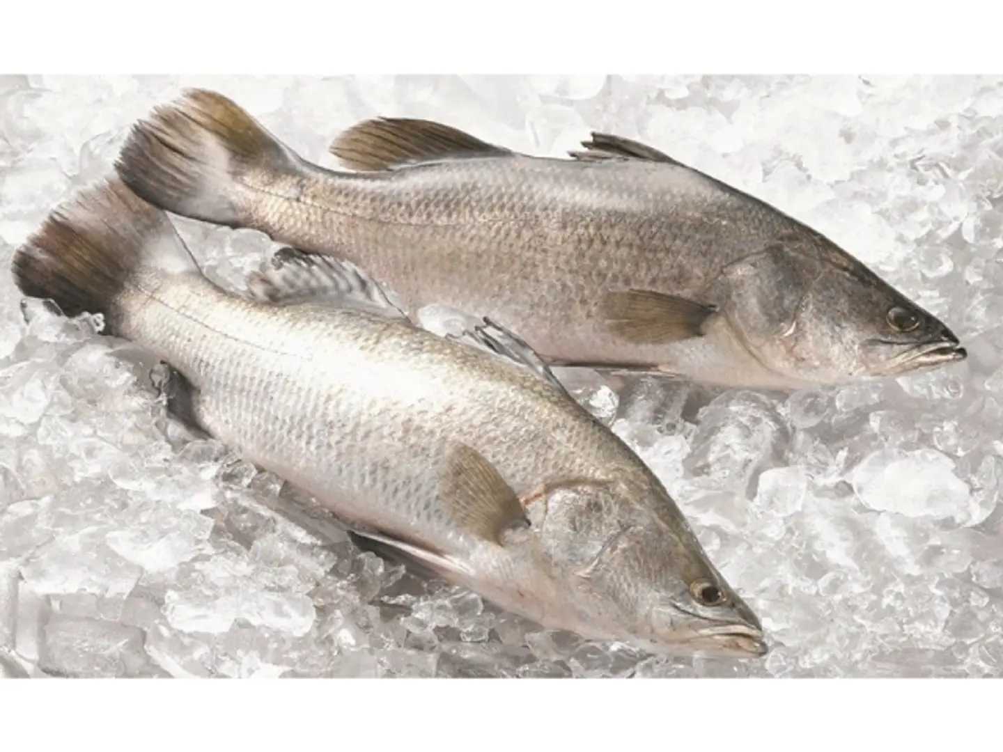 1 Kg Bass