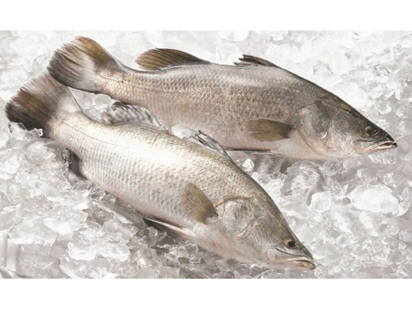 1 Kg Bass