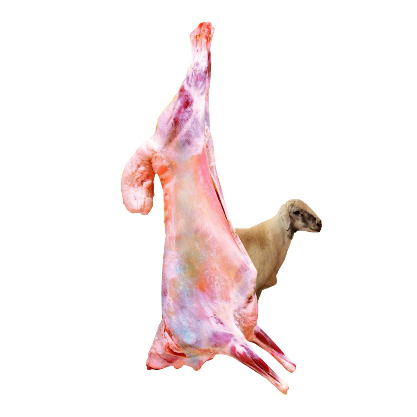 Rafidi Whole Lamb 10kg To 12kg