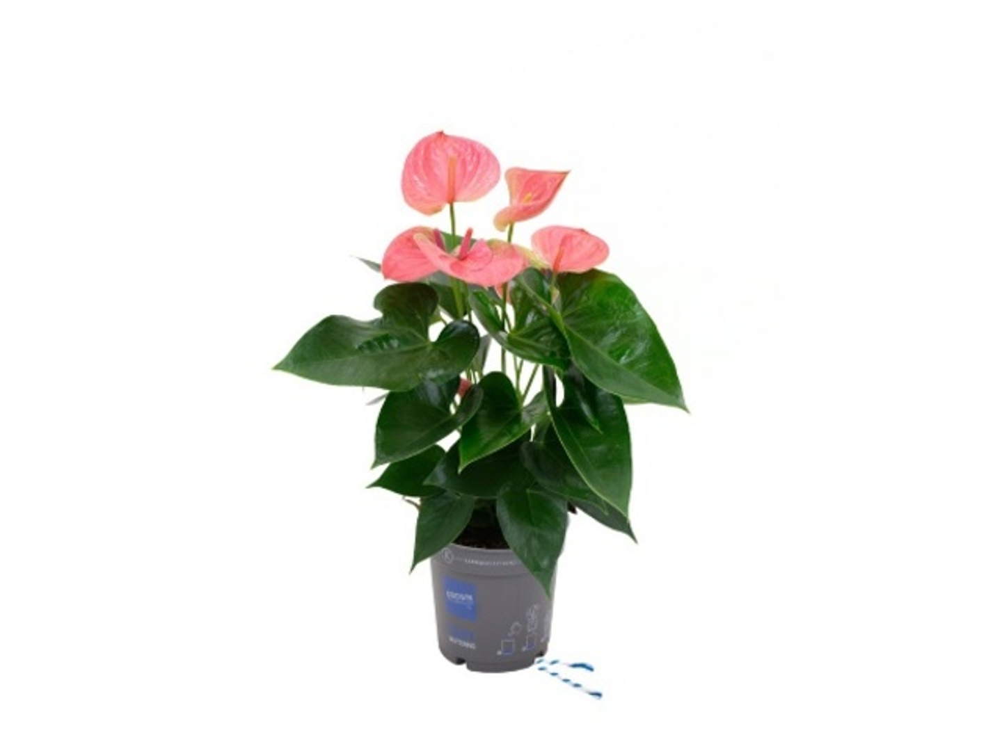 Anthurium A. Karma Pink Sweet Dream Anthurium A. Karma Pink Sweet Dream