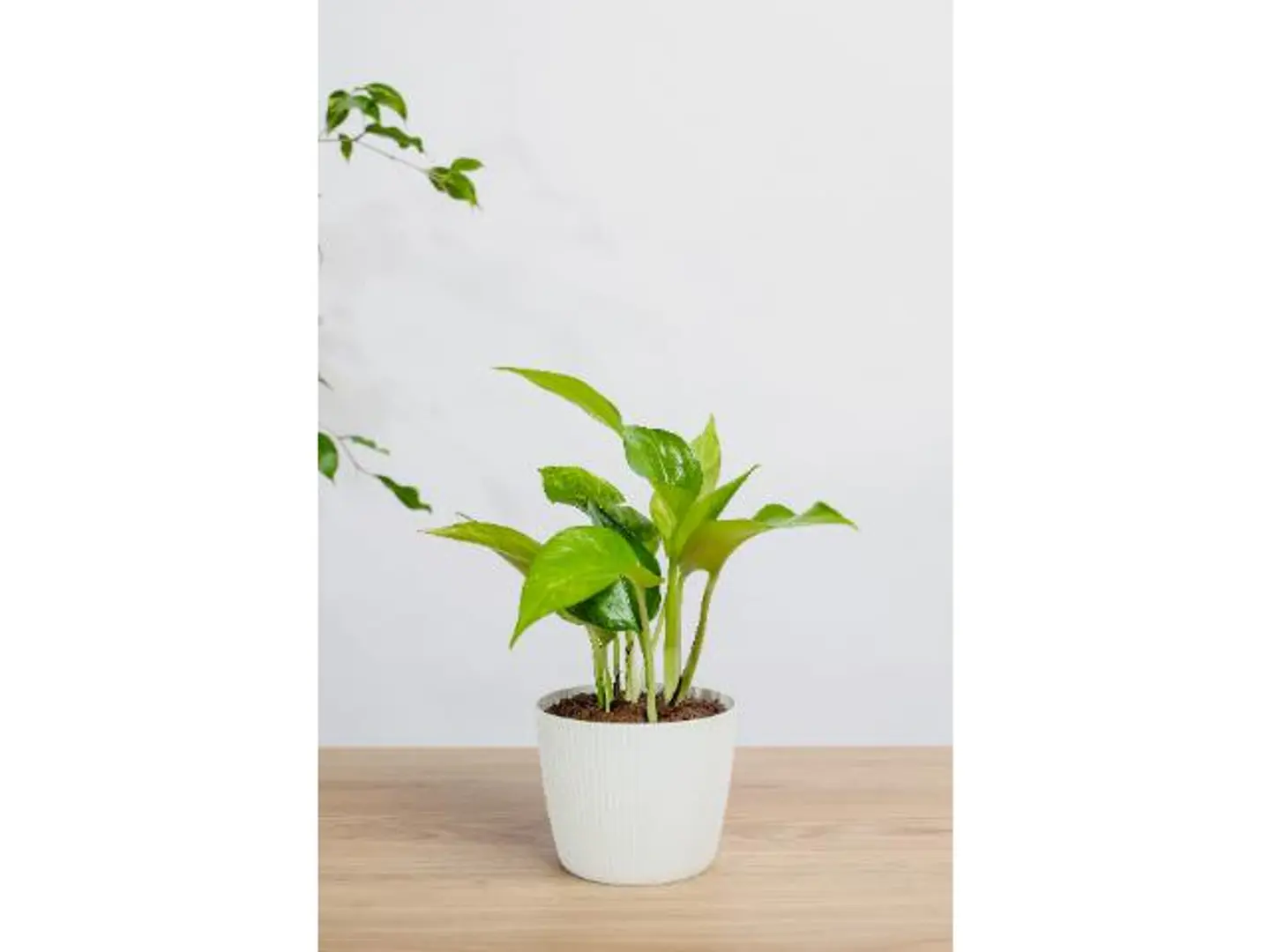 Golden Pothus Plant In A White Pot