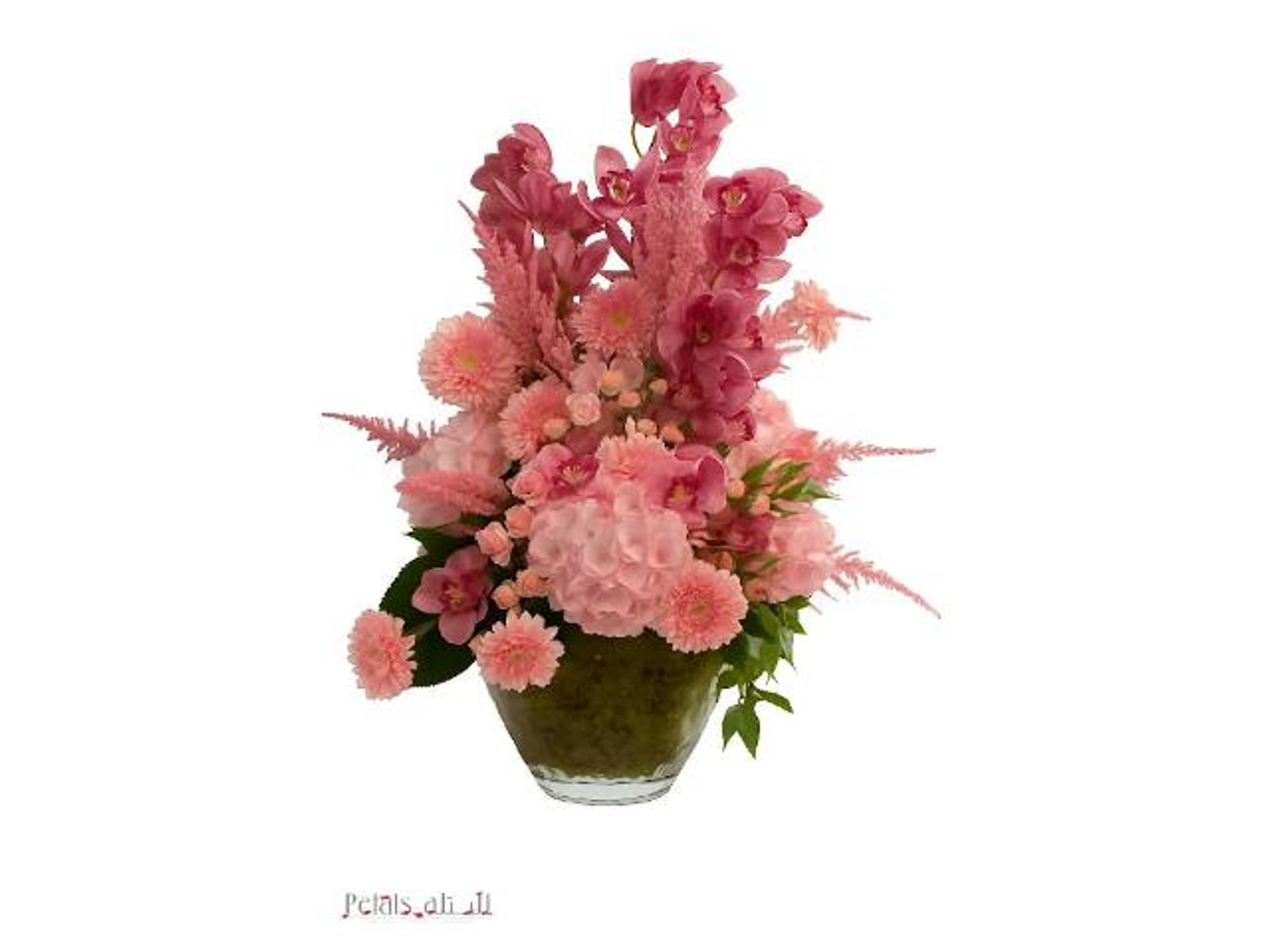 بتلة الرونق