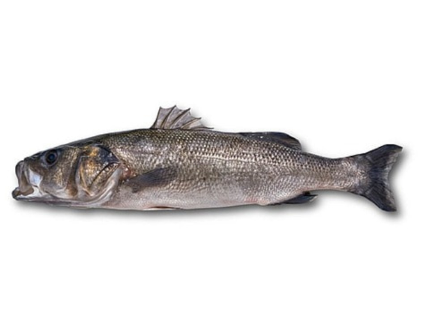 Mifa Sea Bass 1 Kg