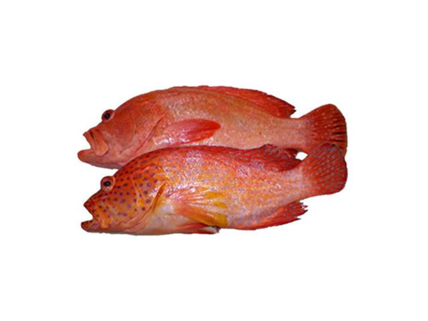 Grouper