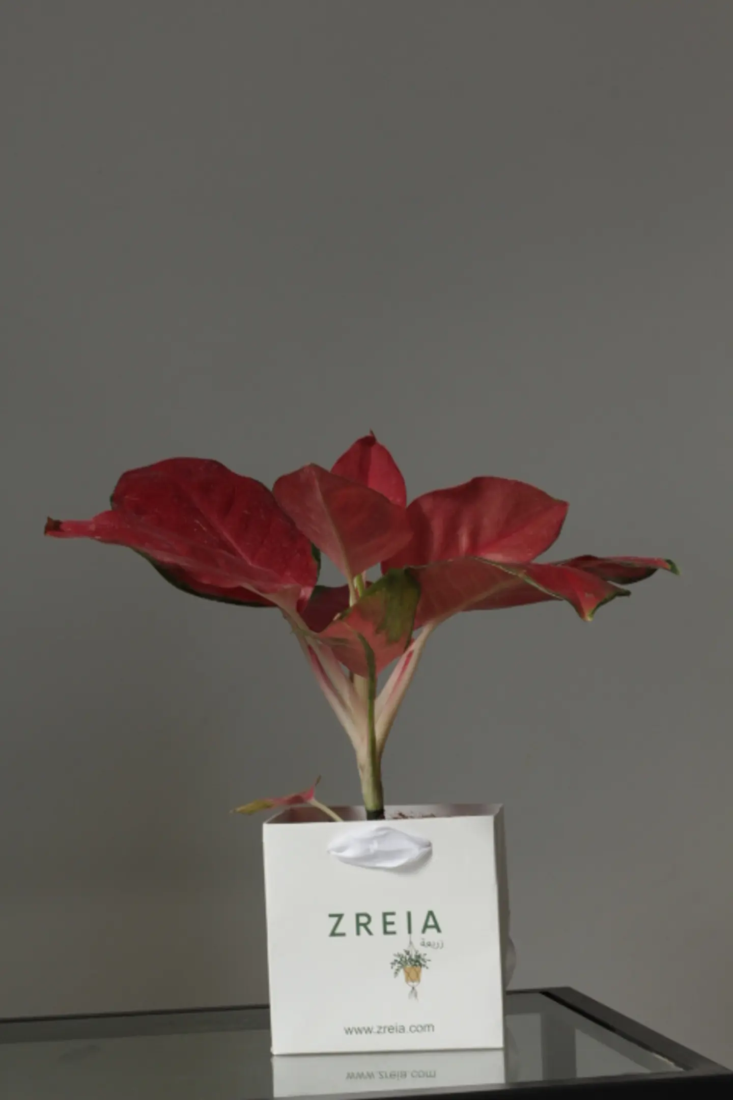 Large White Aglaonema Plant, White Zreia Package 12cm