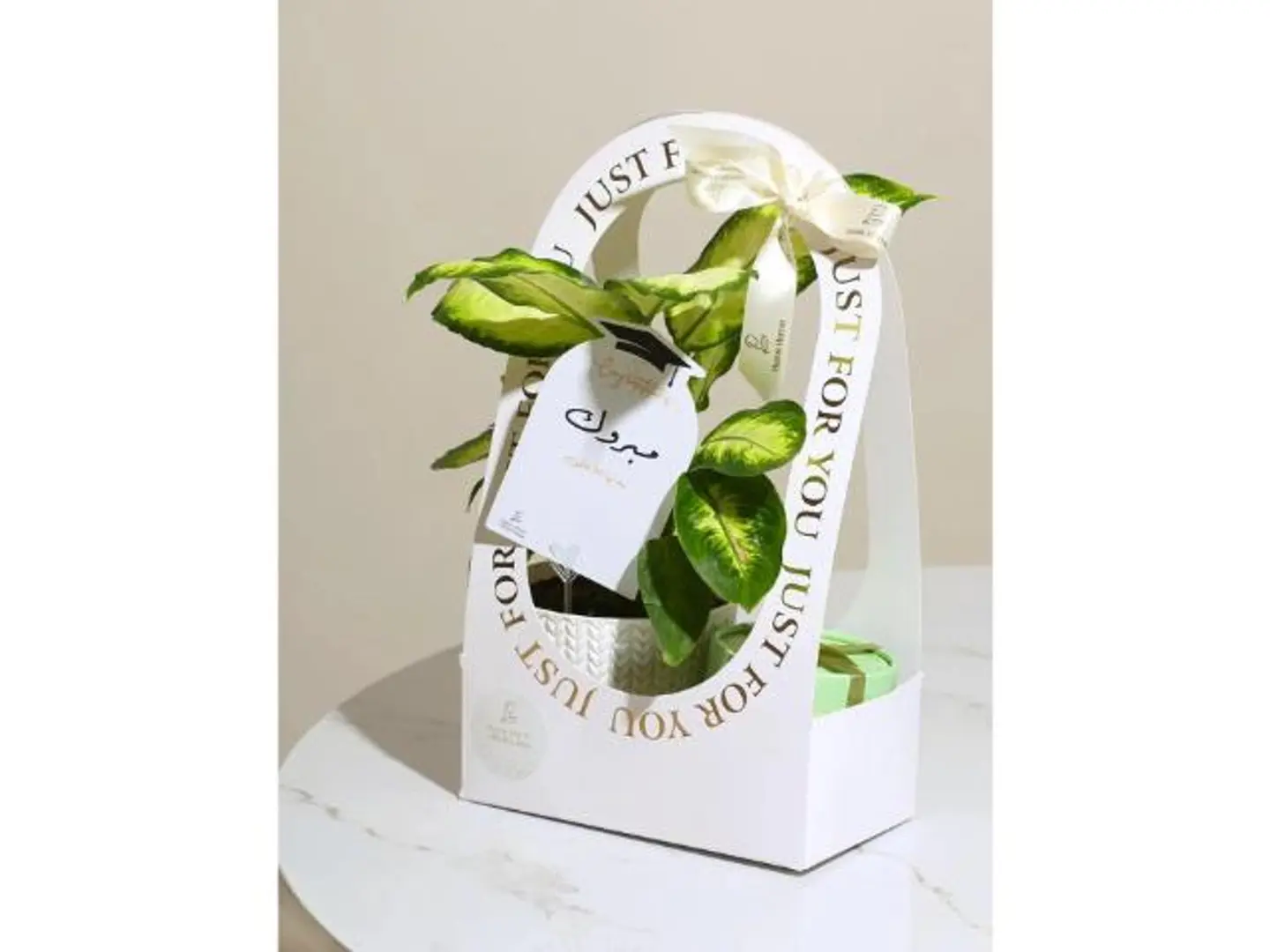 هدية الأجلونيما الخضراء وشوكلت