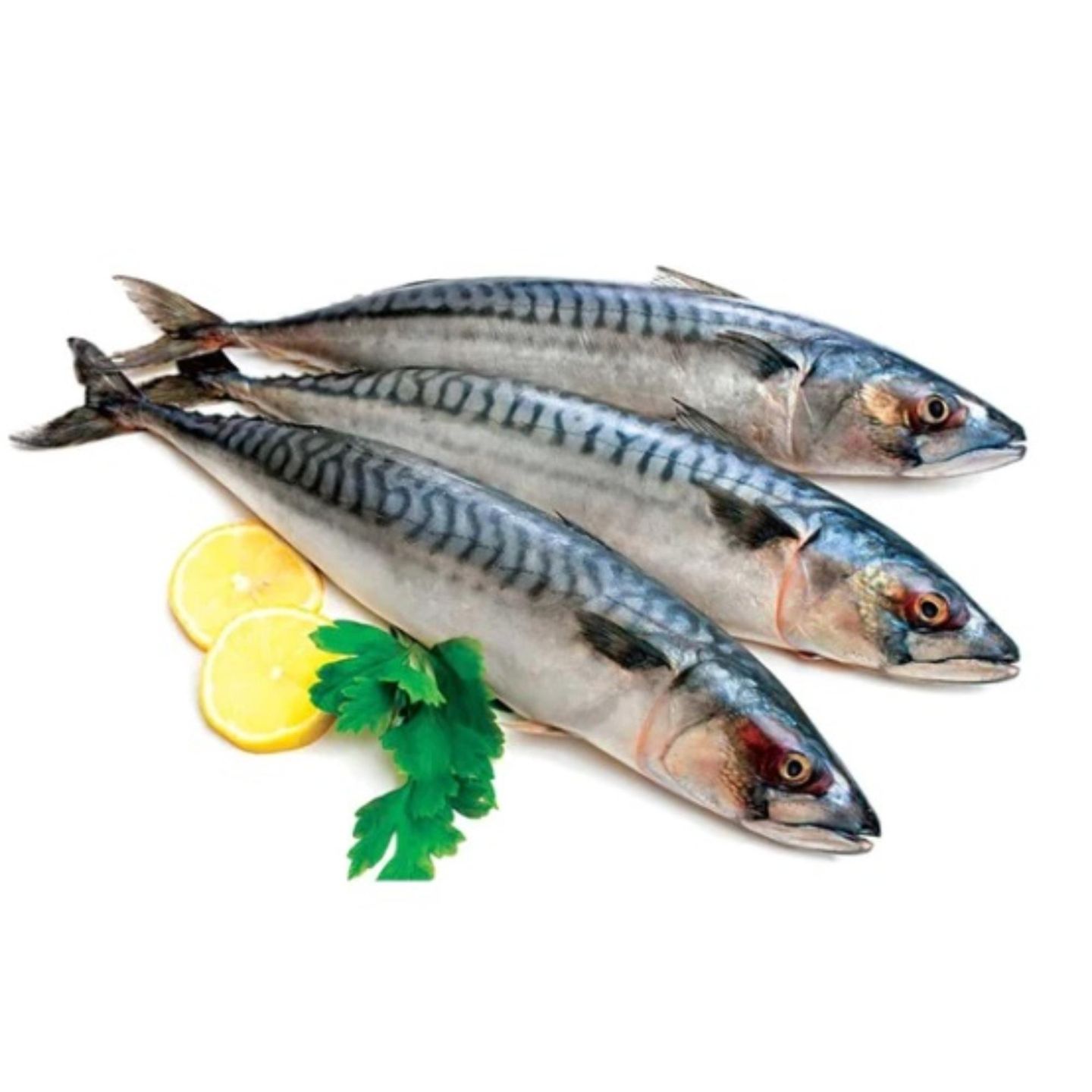 Mackerel Fish