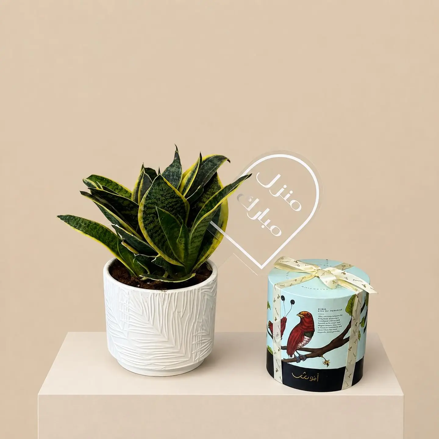 Sansevieria Plant With Anosh Gift