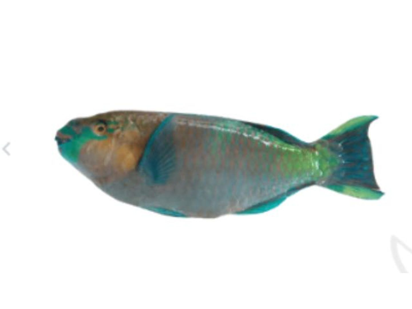 Harrid 1 Kg