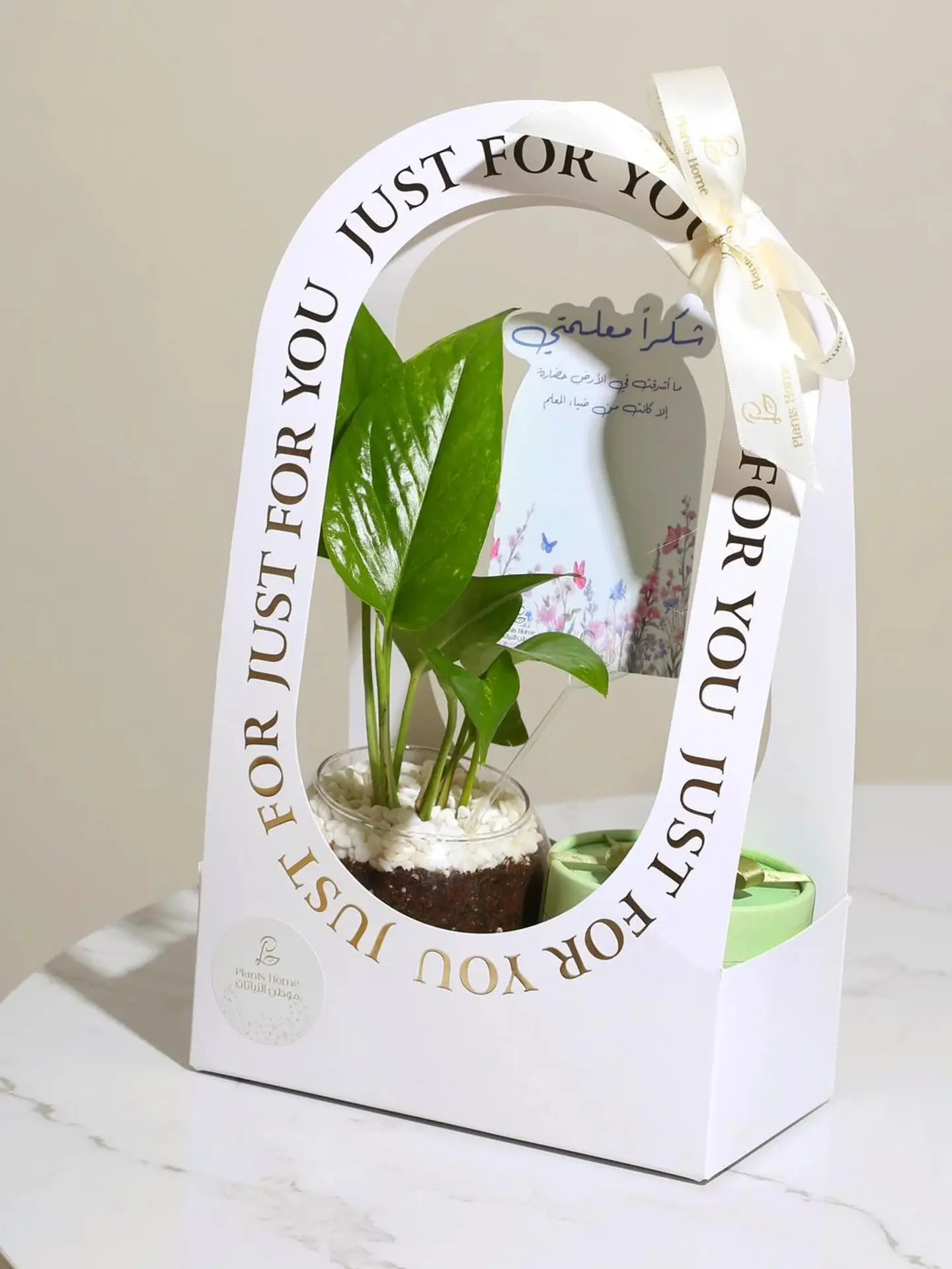 Pothos With Anosh Chocolate In Elegant Holder, Golden Tag & Occasion Card