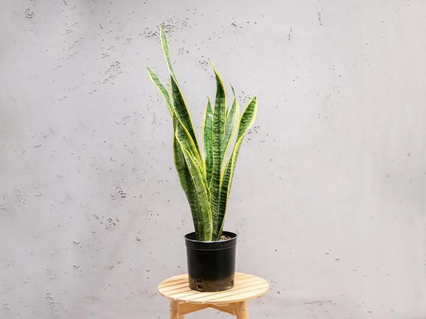 Sansevieria Plant 60 Cm