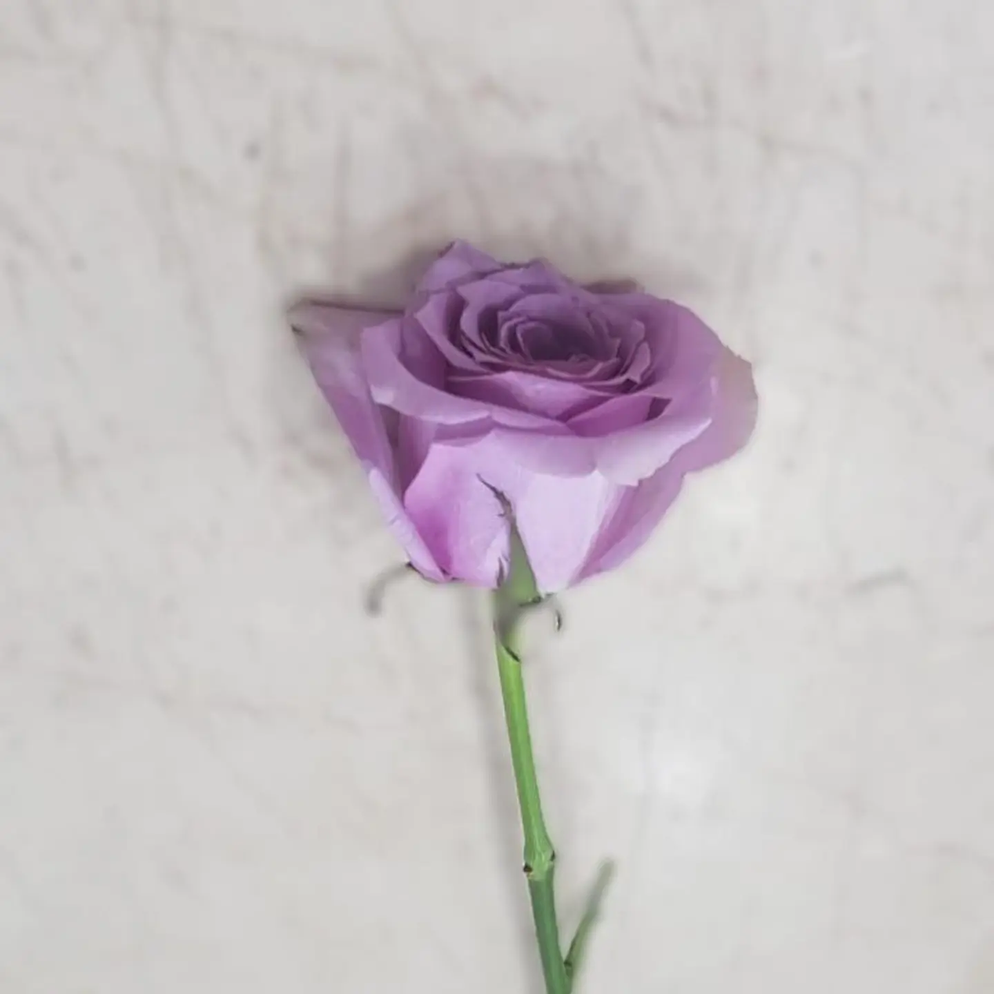 Purple Rose