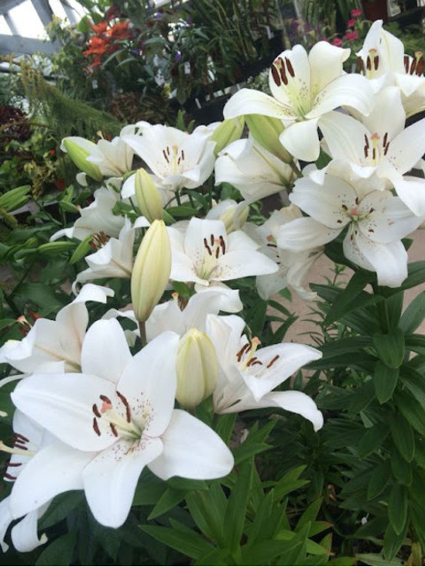Lilium Flower