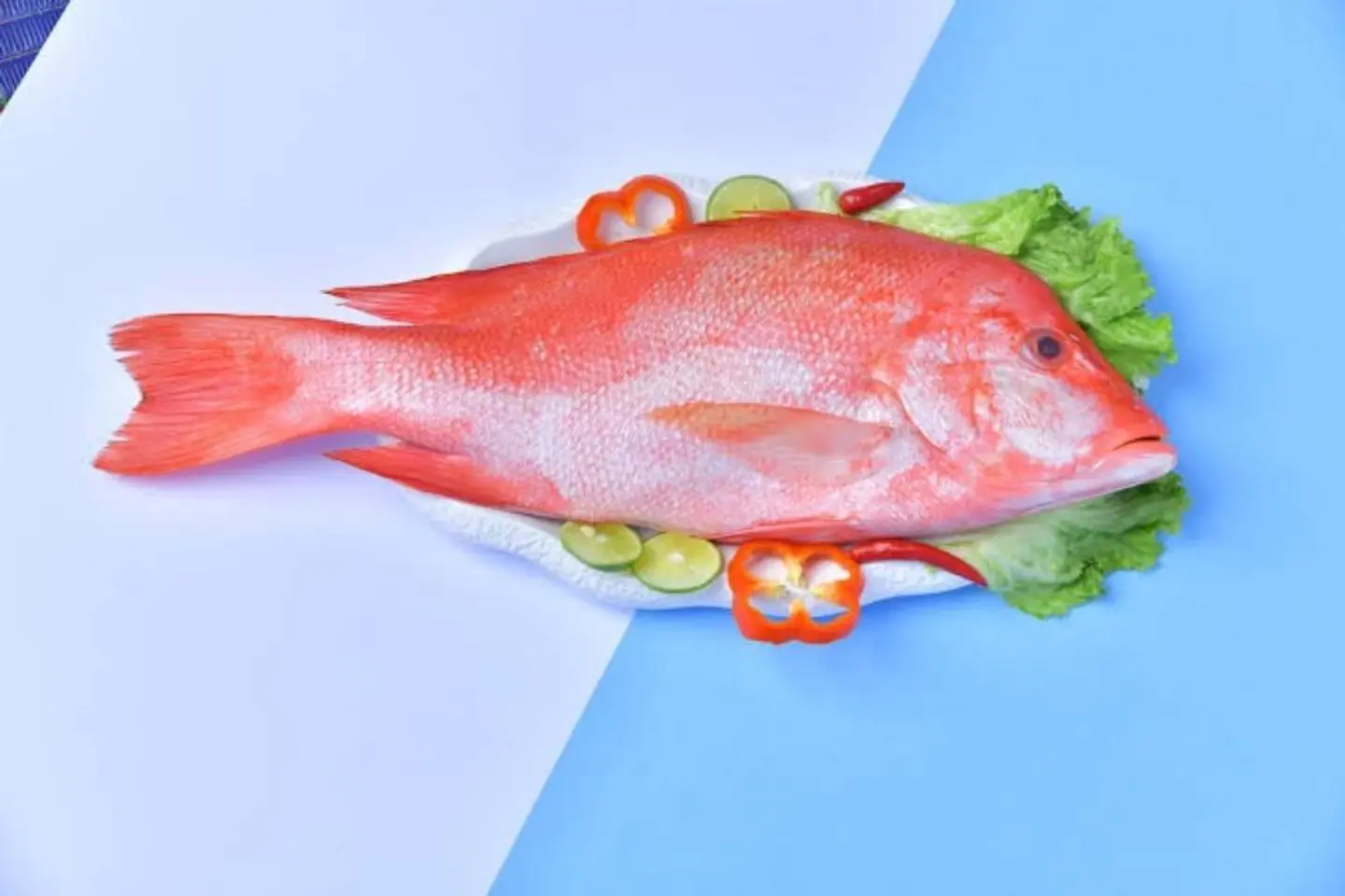 Coral Trout