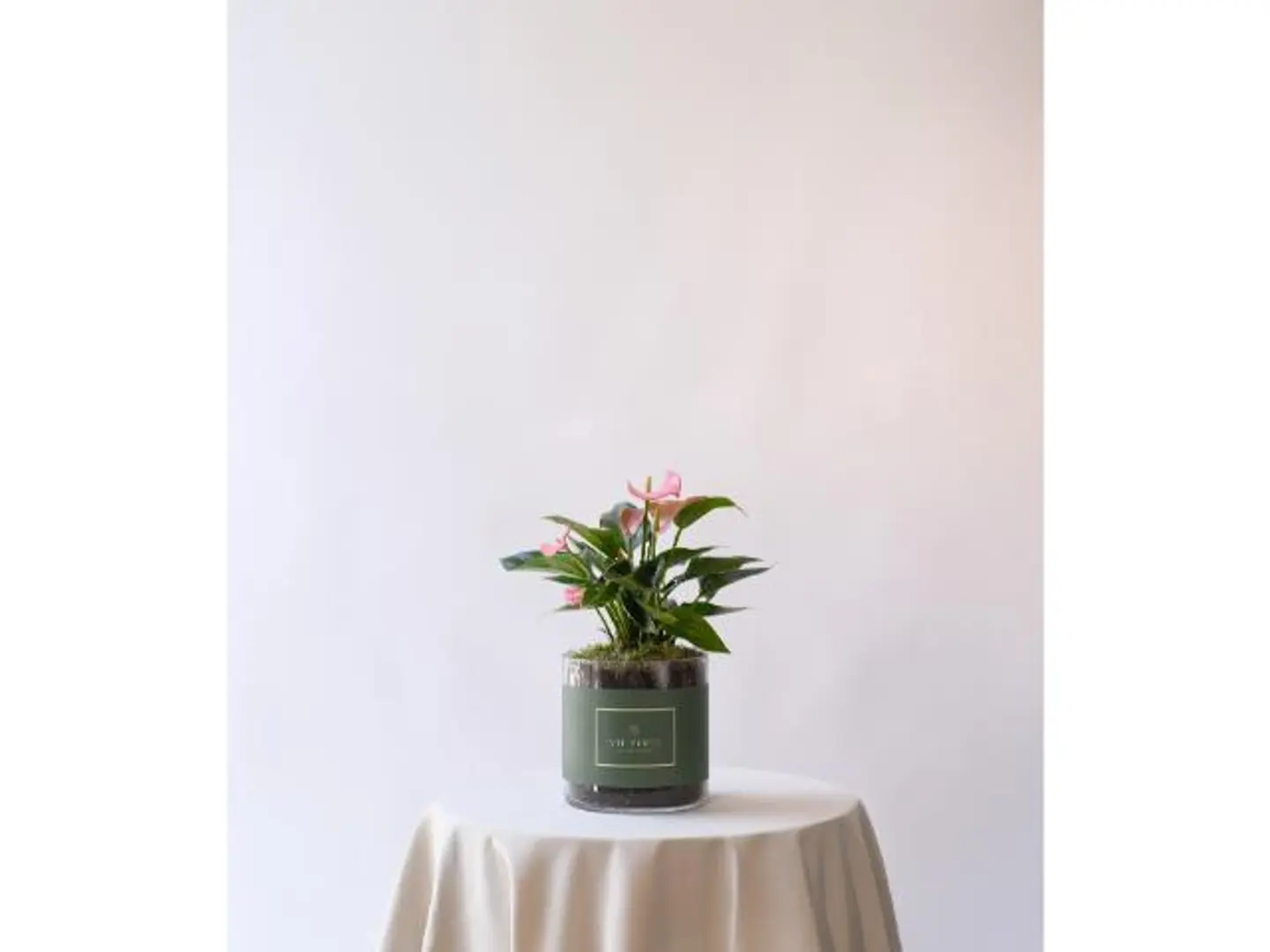 Anthoruim Plant Pink