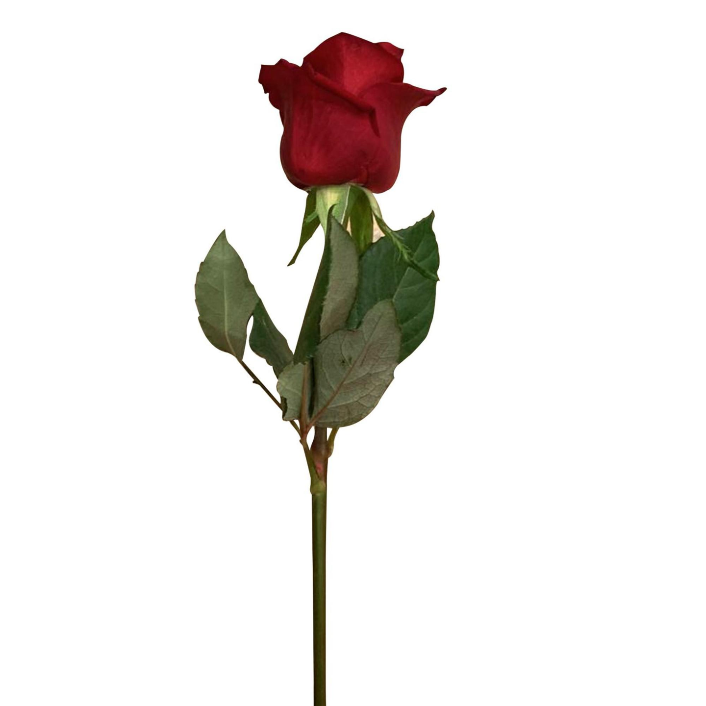 Single Flower - White
