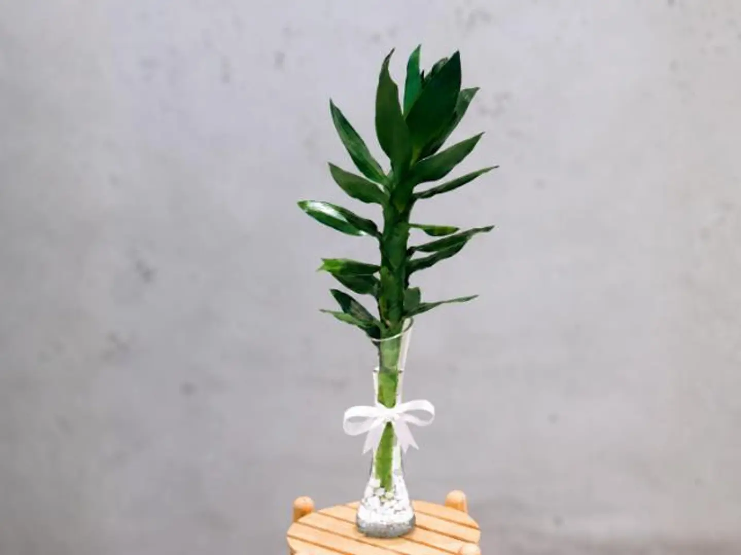Bamboo Stem In Glass Vase