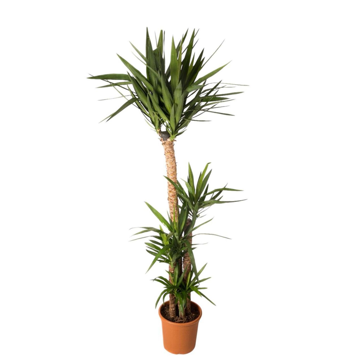 Yucca