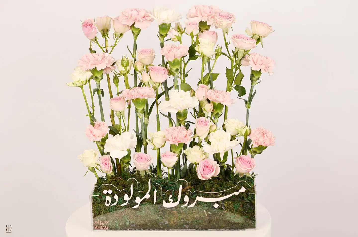 تقديمه مبروك المولوده