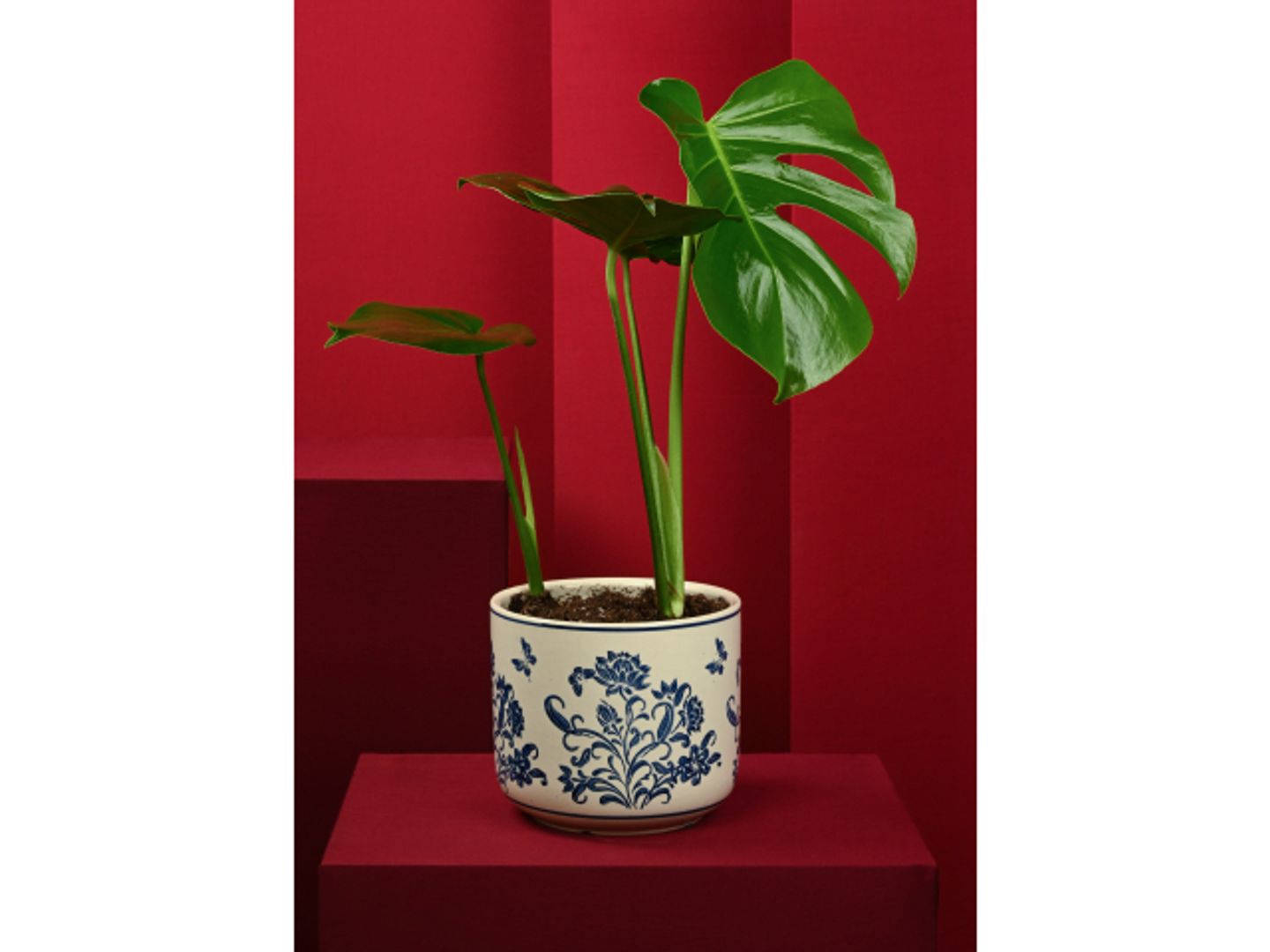 Monstera Plant