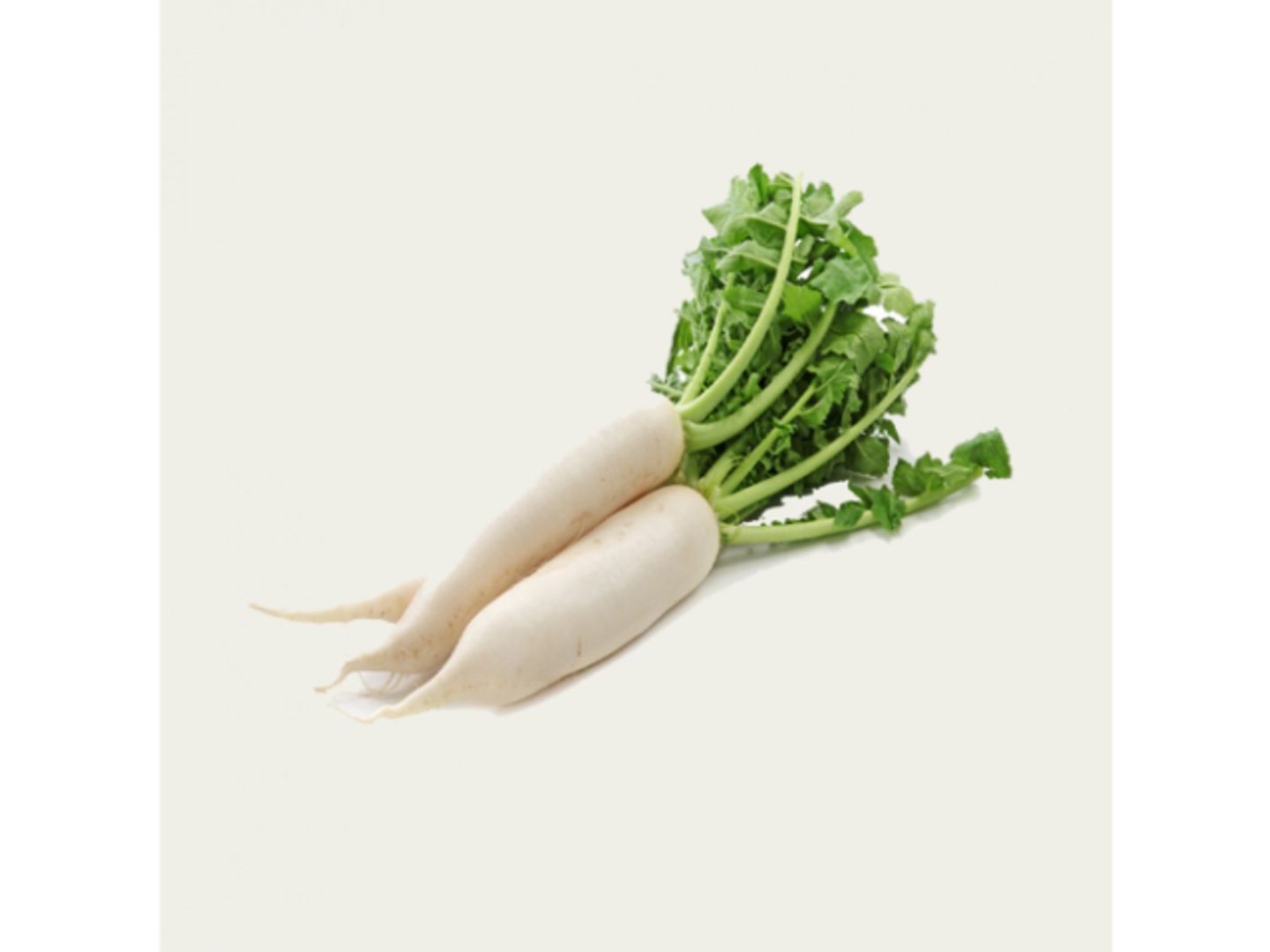 فجل ابيض