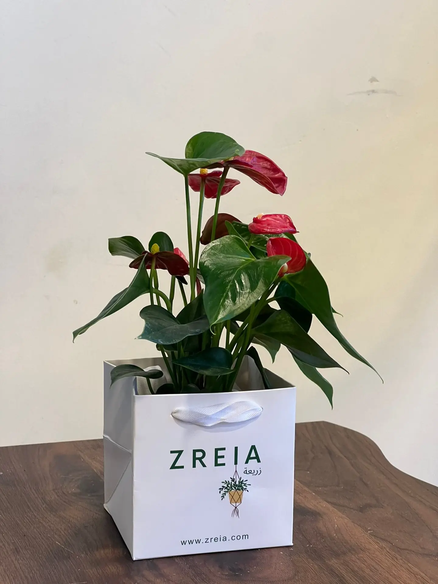 نبتة أنتوريوم أحمر مجهزة في باكج زريعة أبيض 12 سم