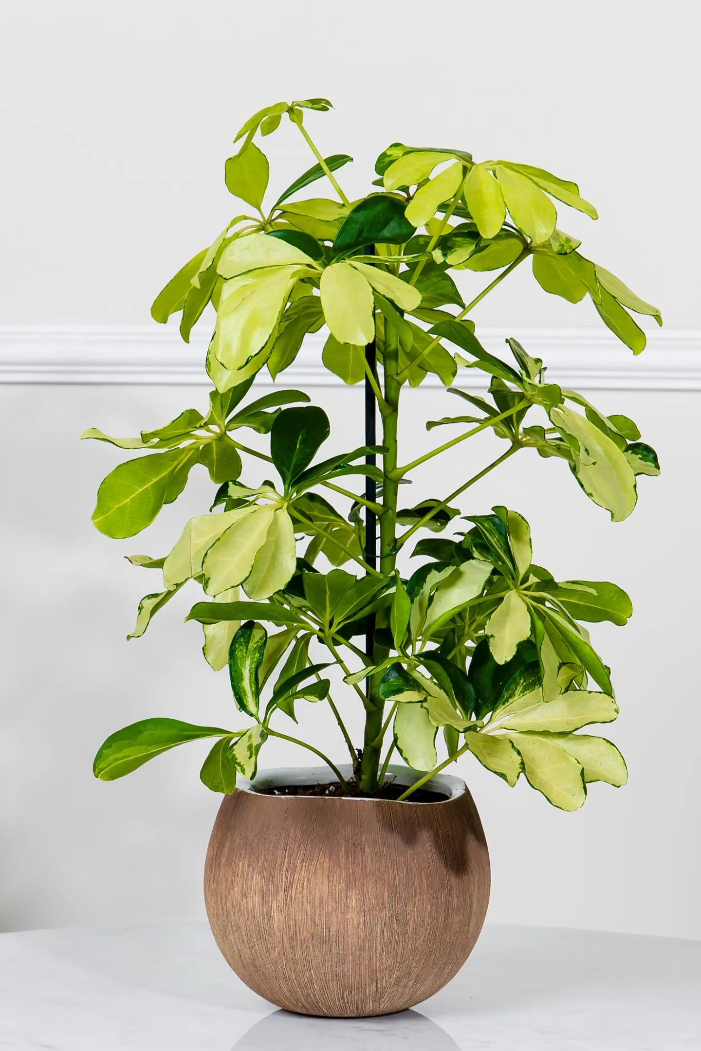 نبتة الشفليرا الذهبية في أصيص سيراميك بتصميم جوز الهند