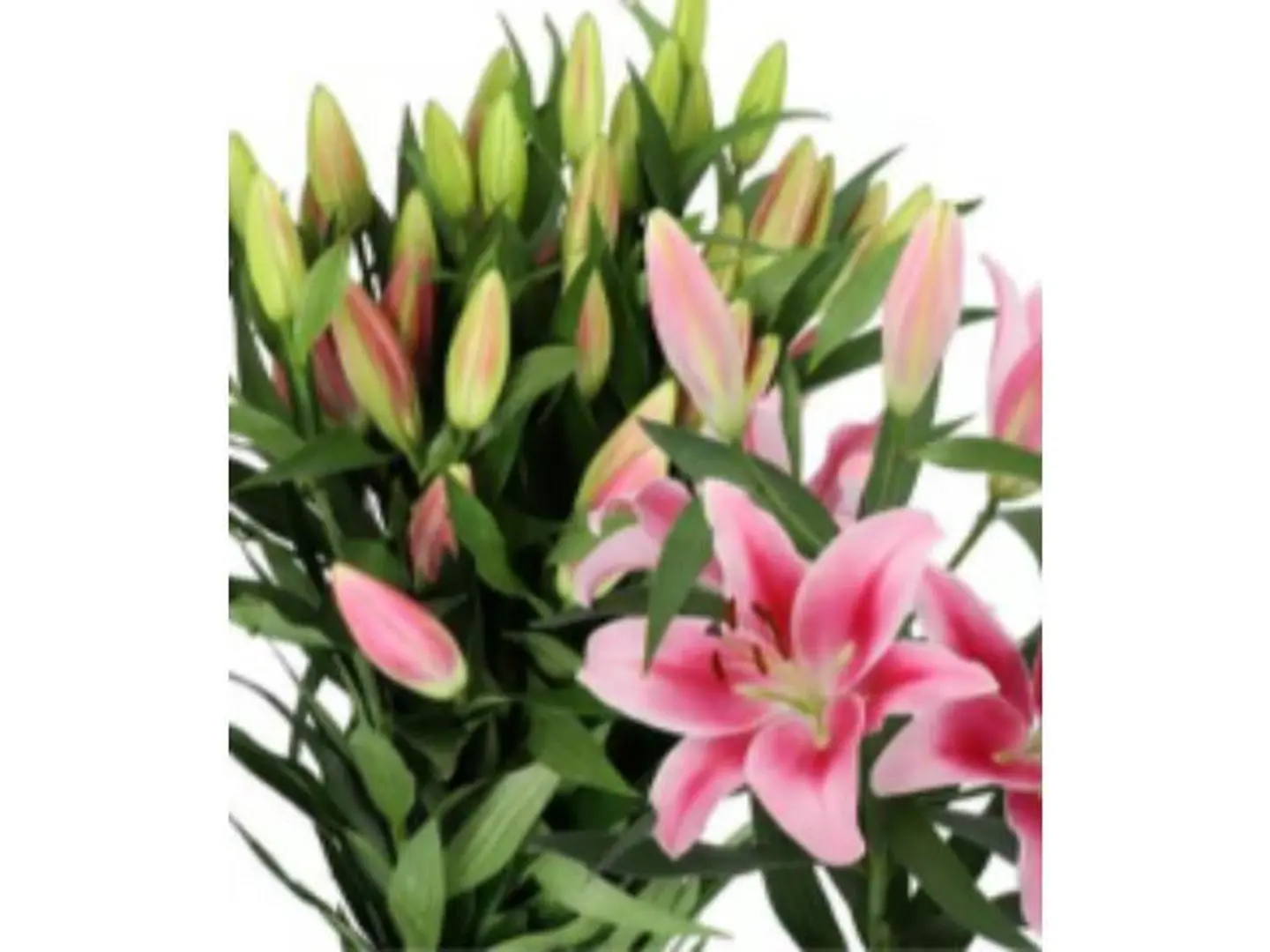 Casablanca Pink