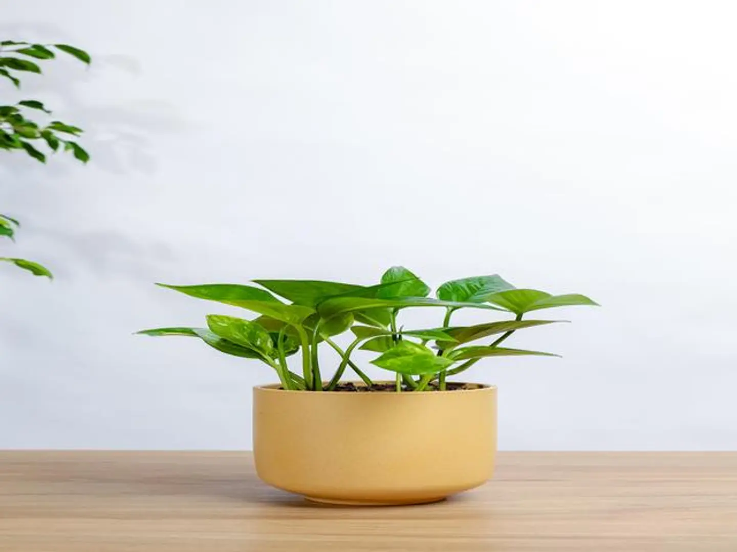 Golden Pothos Plant In A Yellow Marble Basin