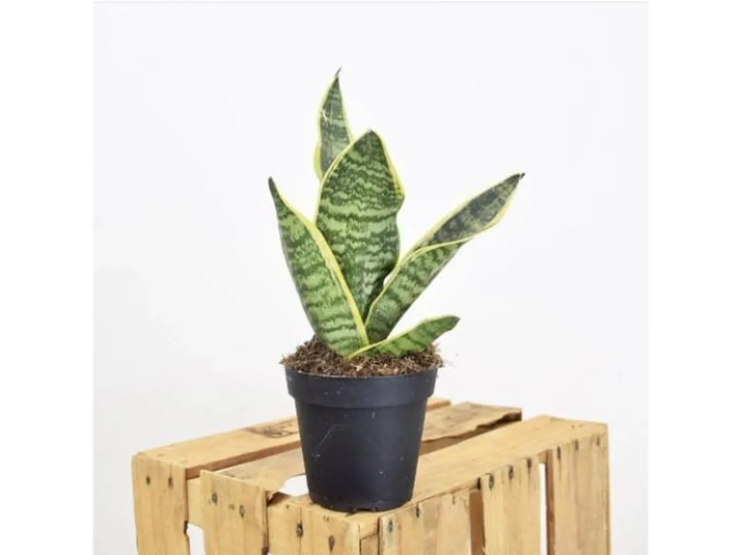 Sansevieria Cactus Plant , Small Size