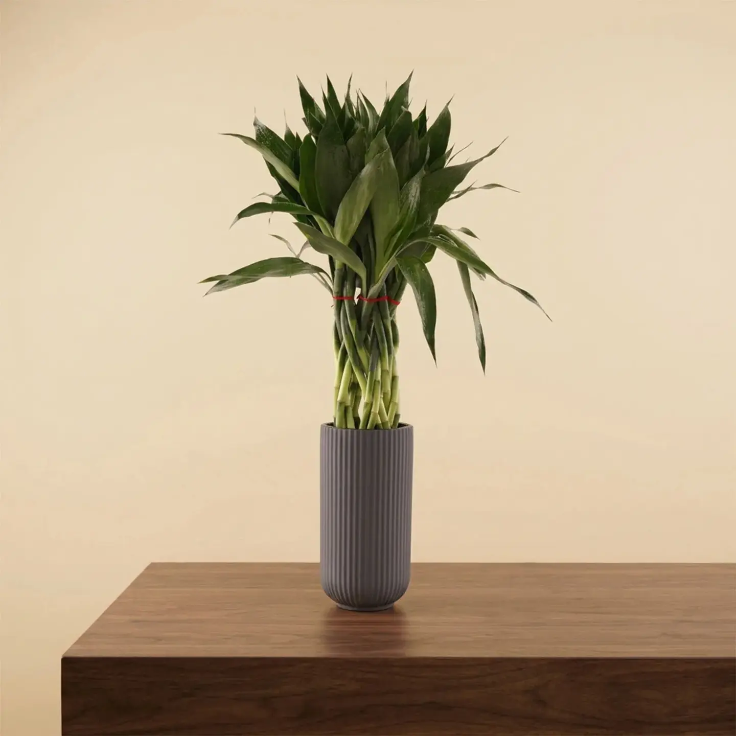 Braided Lucky Bamboo