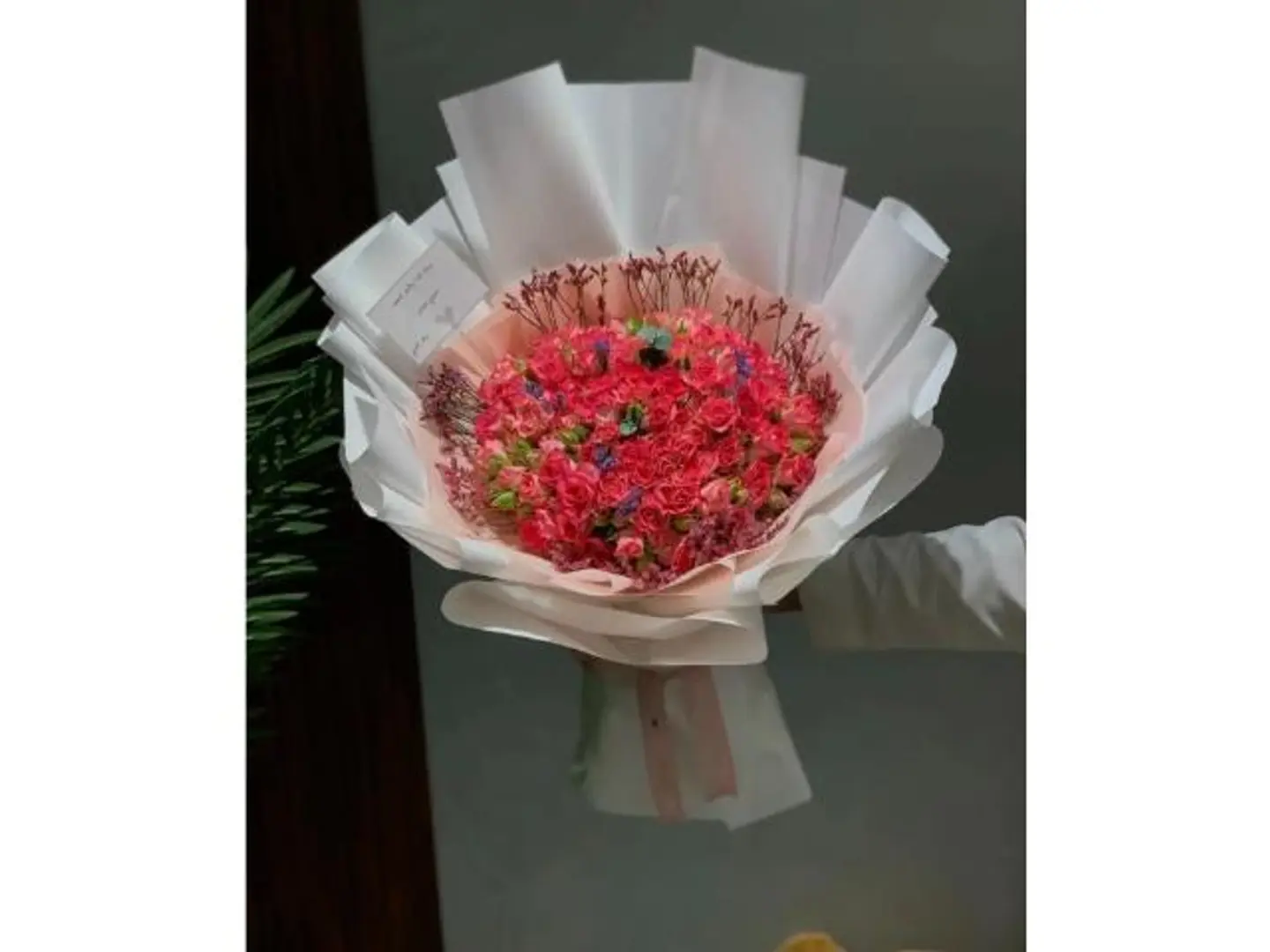 Rose Breeze
